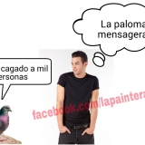 Paloma mensagera